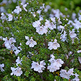 Prostanthera cuneata